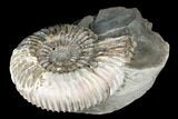 Iridescent, Jurassic Fossil Ammonite (Pavlovia) - Russia #174923-1